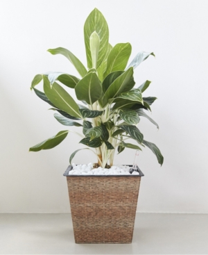Vifah Hatteras Thin Square Wicker Smart Self-Watering Planter