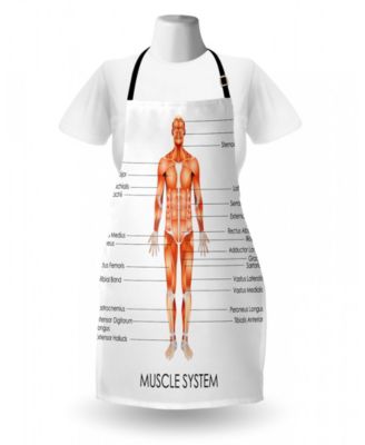 Ambesonne Human Anatomy Apron