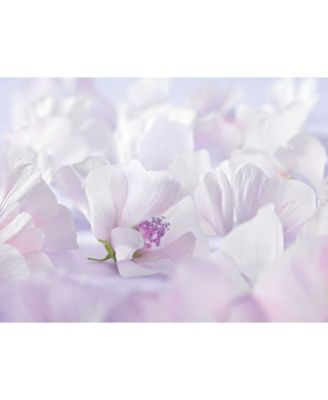 Sensitive Care Baby Diaper Care Cream with White Mallow Extracts, 1.7 oz