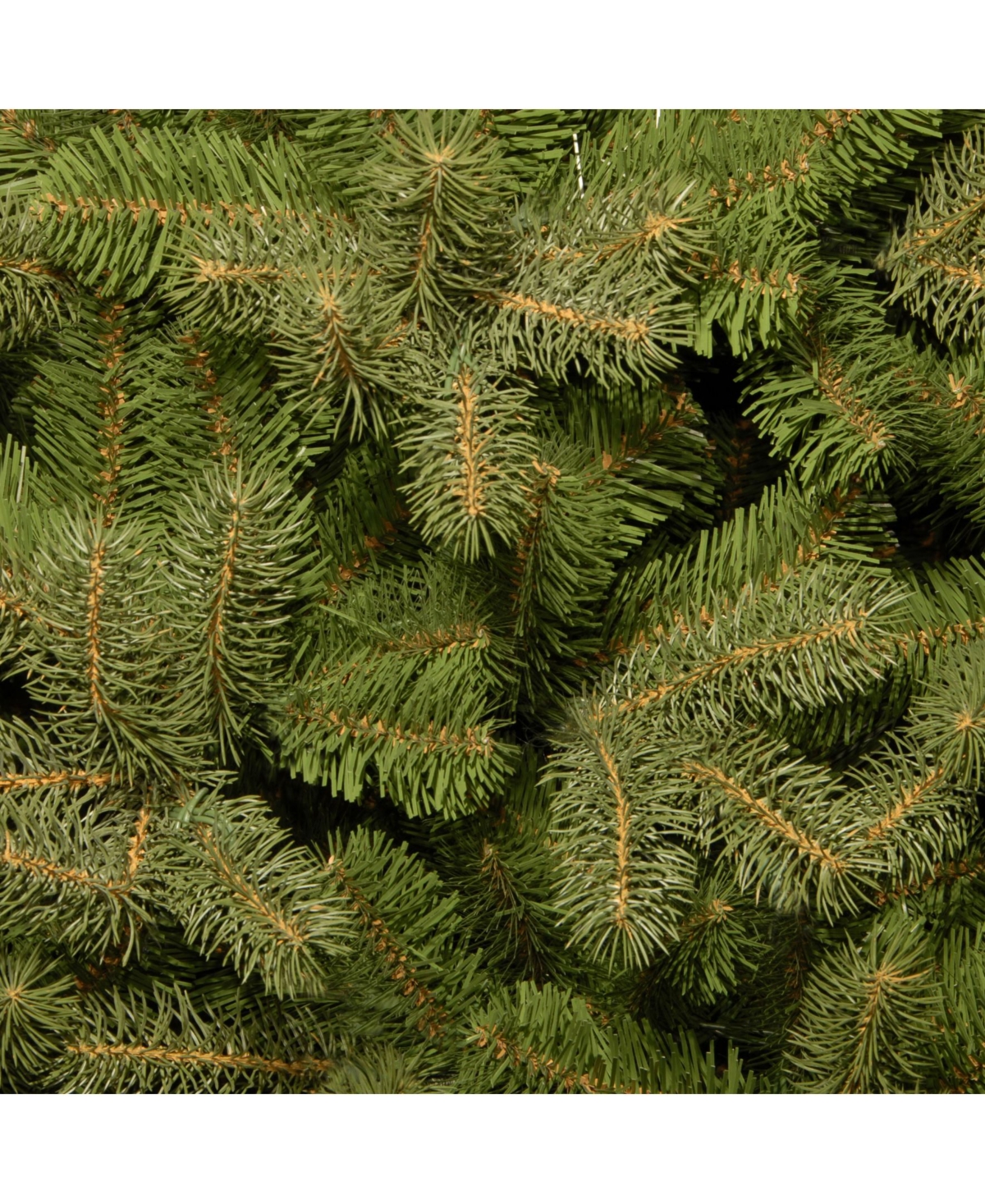 National Tree 