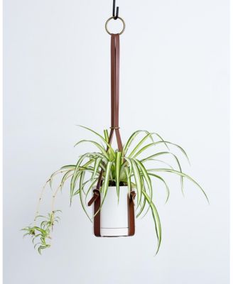 Greendigs - Live Spider Plant in 5" Pot & Leather Hanger