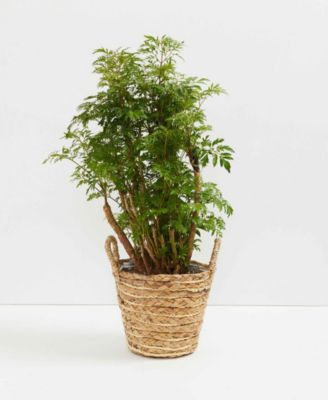 Lively Root