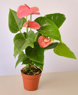 Pink Anthurium Live Plant, 4" Pot