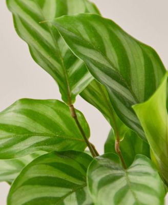 Calathea Concinna 'Freddie' Live Plant, 4" Pot