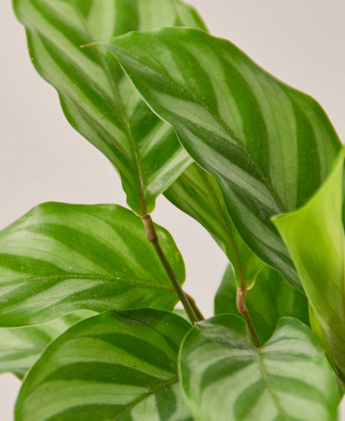 House Plant Shop - 