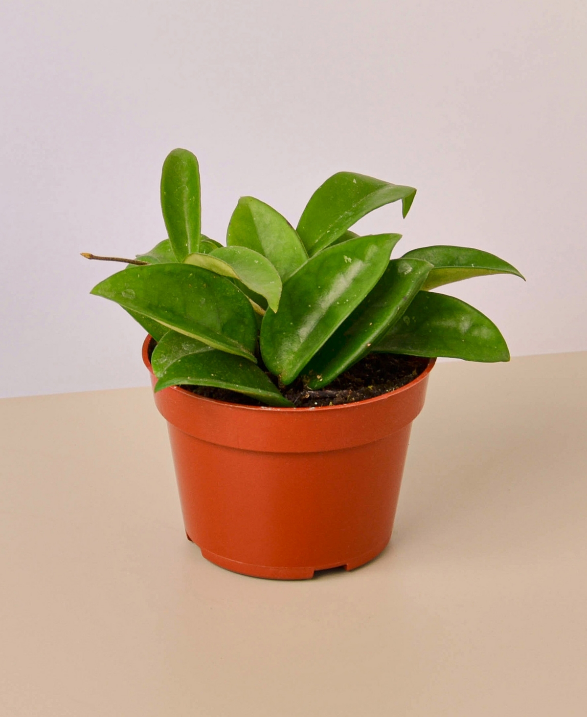 Hoya Carnosa Live Plant, 4" Pot