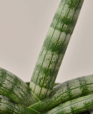 Snake Plant Starfish Live Plant, 4" Pot