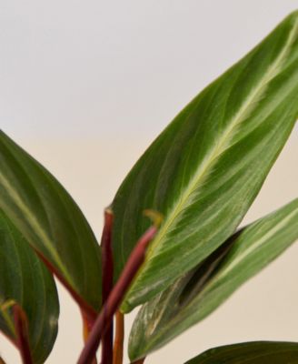 Stromanthe Sanguinea Live Plant, 4" Pot