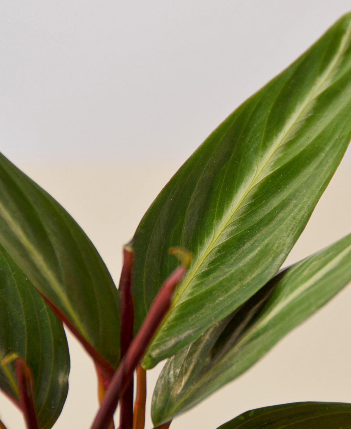 House Plant Shop Stromanthe Sanguinea Live Plant, 4" Pot In No Color