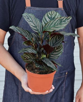 Calathea 'Ornata' Live Plant, 6" Pot