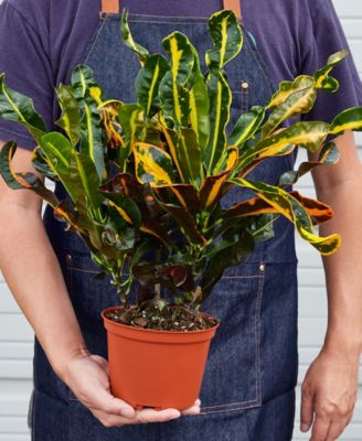Croton Mammy Live Plant, 6" Pot