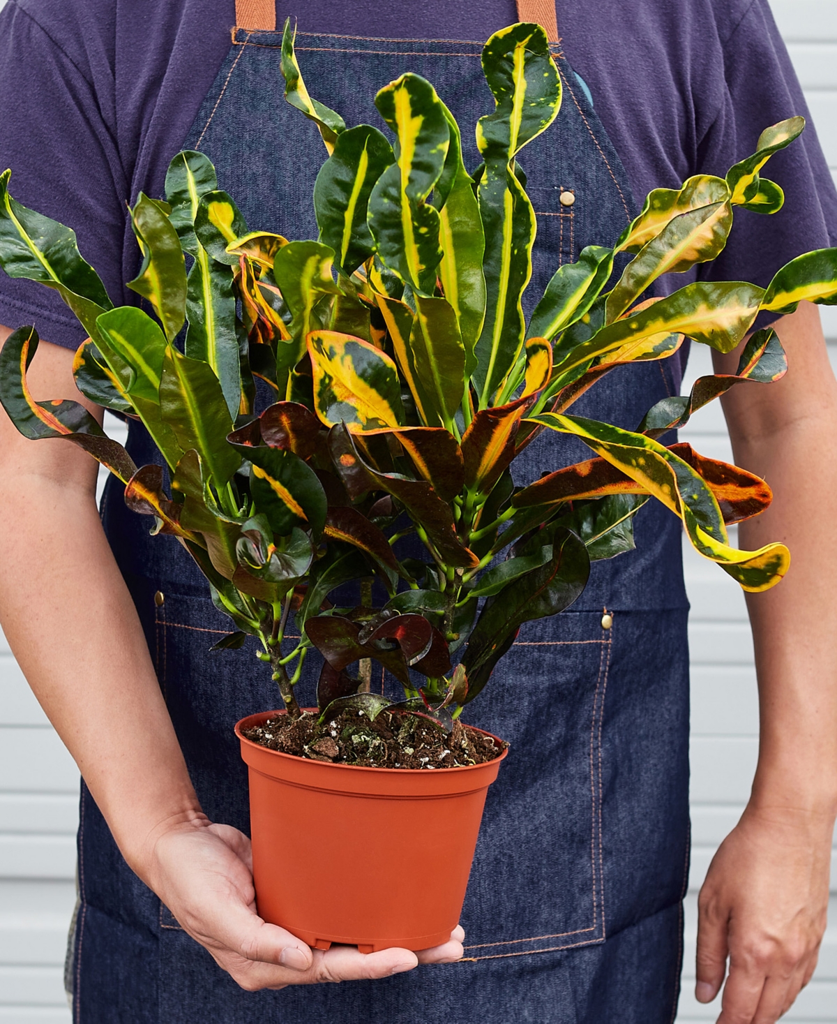 House Plant Shop Croton Mammy Live Plant, 6" Pot In No Color