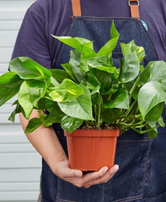 Pothos Golden Live Plant, 6" Pot