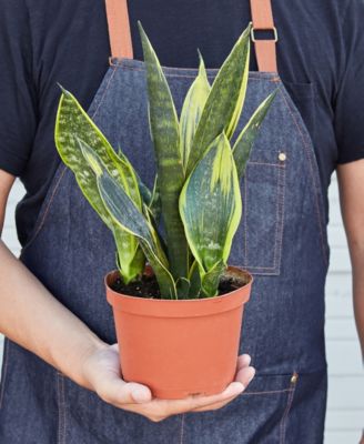 Snake 'Gold Flame' Live Plant, 6" Pot