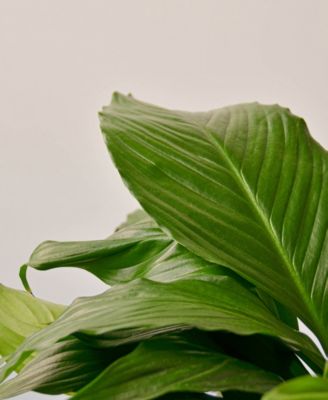 Spathiphyllum 'Peace Lily' Live Plant, 6" Pot