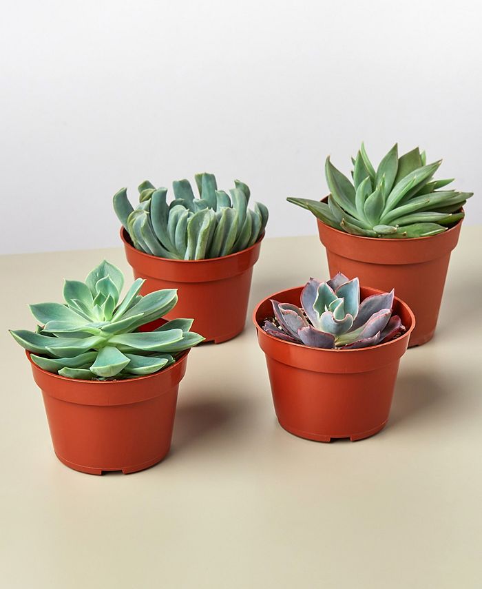 House Plant Shop Echeveria Succulent Variety Live Plants, Pack of 4