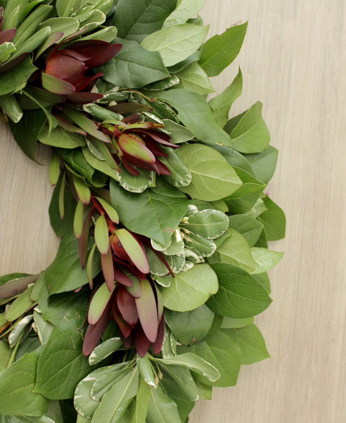 Magnolia Supply Co Fresh Lemon Leaf, Pittosporum And Safari Sunset Wreath, 20" In No Color