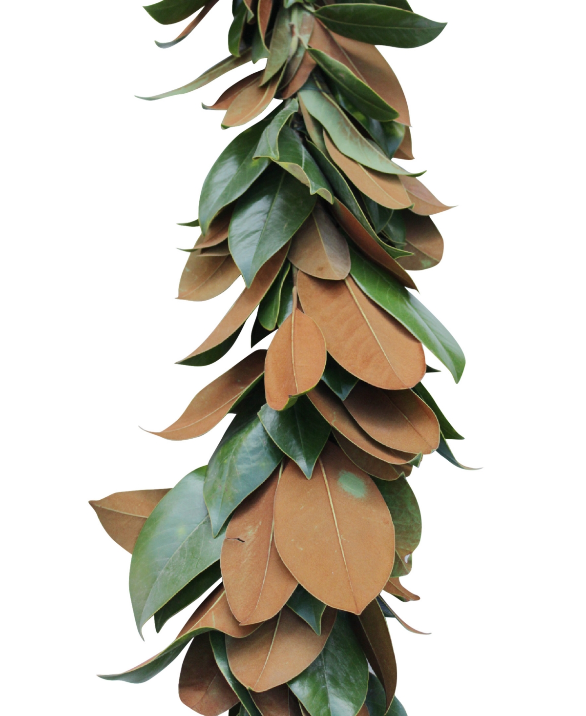 Magnolia Supply Co Fresh Magnolia Garland, 6' In No Color