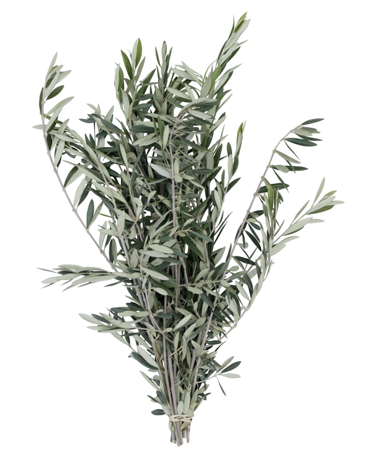 Fresh Olive Bundle