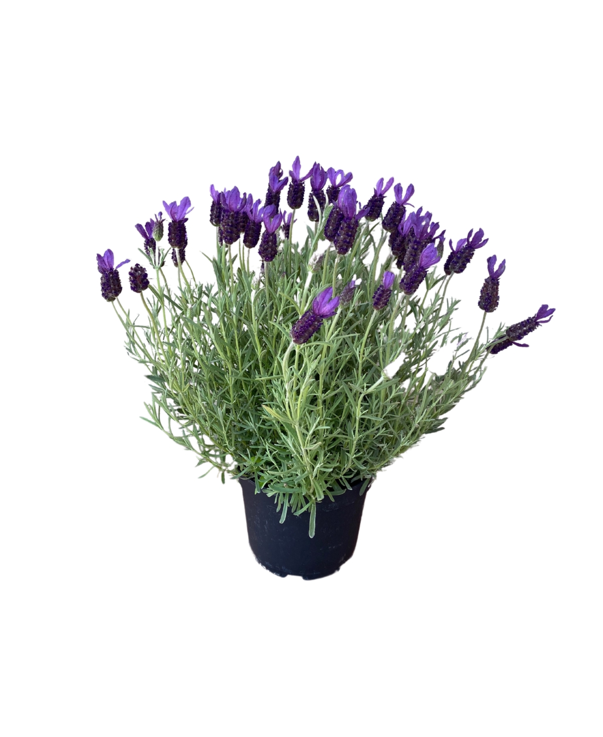 Live Rooted French Lavender Plant