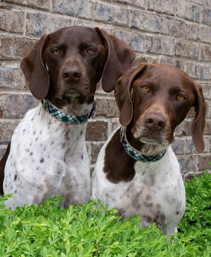 Up Country Graphic Dog Collars Macy's