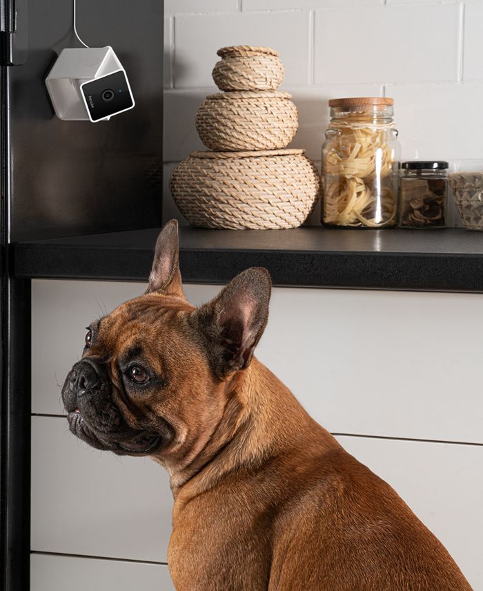 Petcube Smart HD Pet Camera Macy's