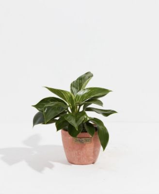Lively Root