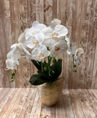 Vivience 3 Branched Orchid Plant in Tall Pot