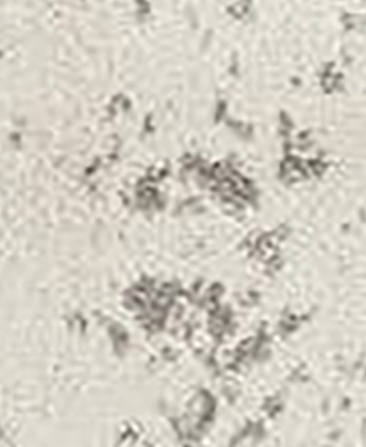 Bayshore Home Alfred ALF01 Area Rug - Gray