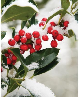 Large Veriglass Holly berry Fragrance Jar Candle