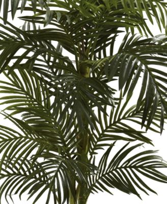 5' Golden Cane Palm Tree