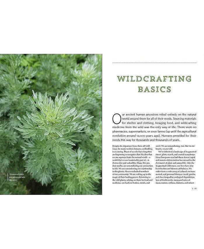 Barnes & Noble Northeast Medicinal Plants Identify, Harvest, and Use