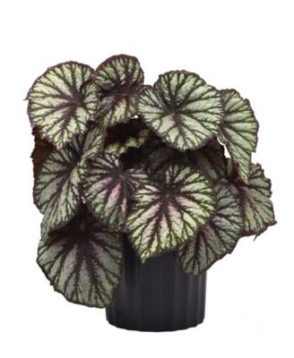 National Plant Network