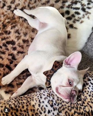 Pet Dog Bow Tie - Wildest One