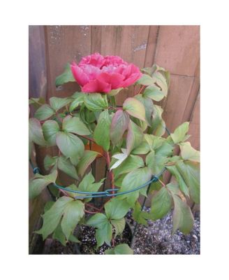 Luster Leaf 978 Double Peony Plant Flower Garden Stake Support, Green, 36"