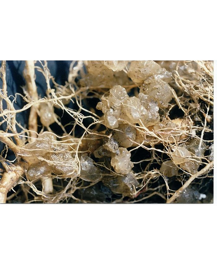 Jrm Chemical Soil Moist JCDTP03 Transplant 3Ounce Bag Macy's