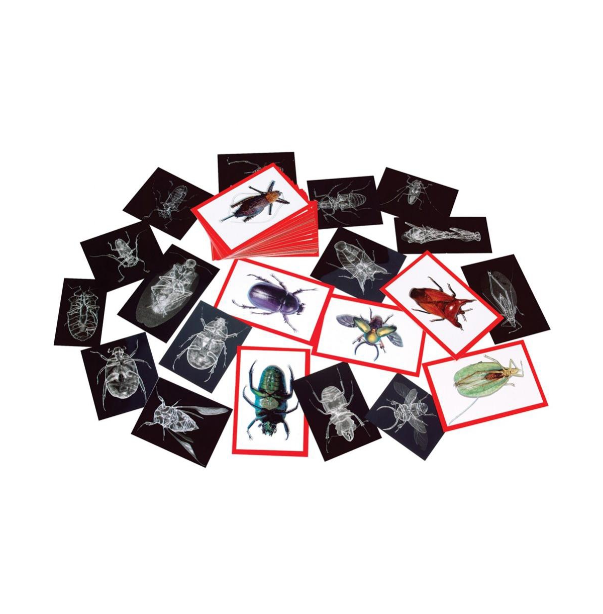 Roylco Kids' Insect X-ray And Picture Cards In Multicolored | ModeSens