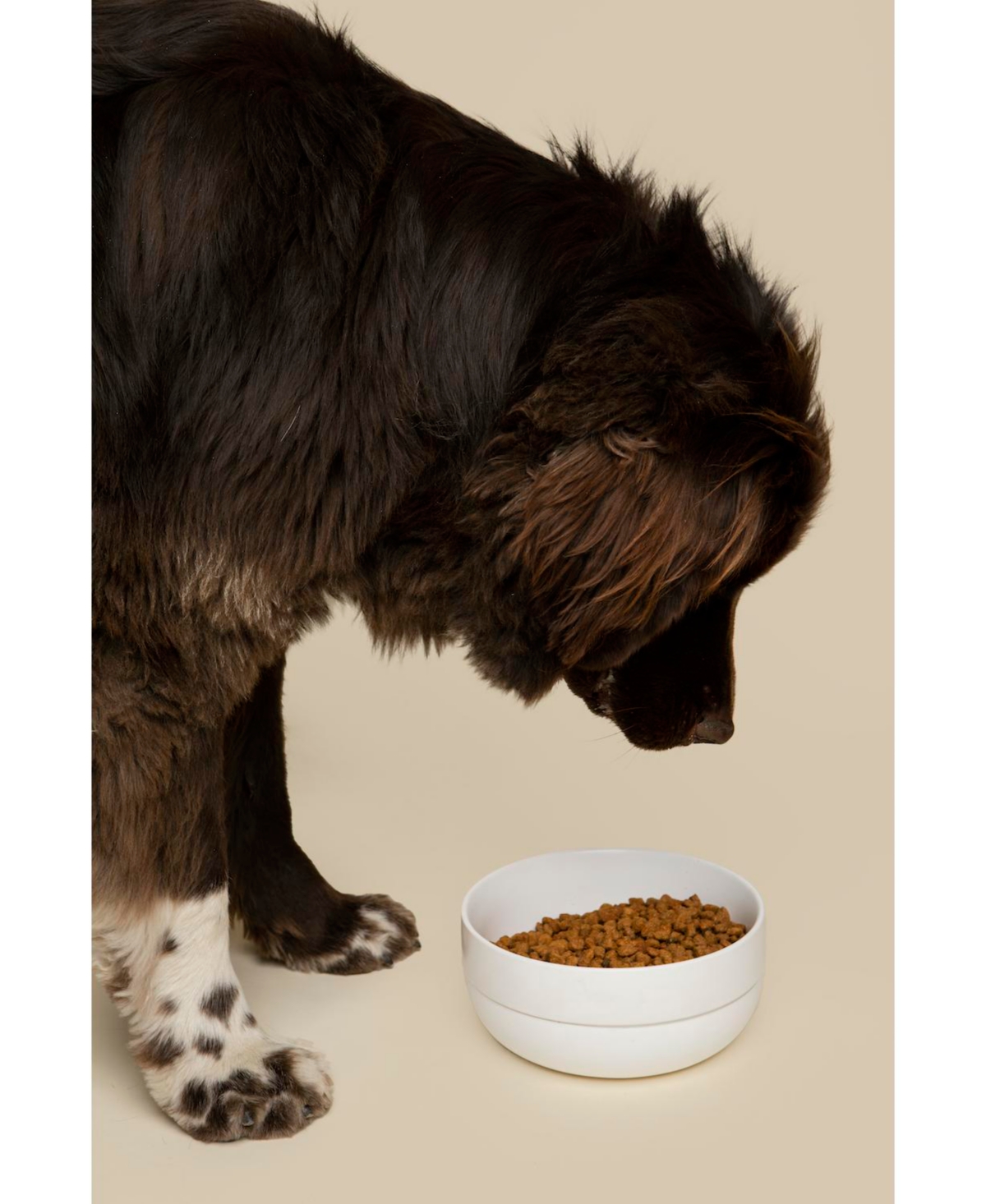 Waggo Dog Cling Silicon Bottom Bowl White Small White