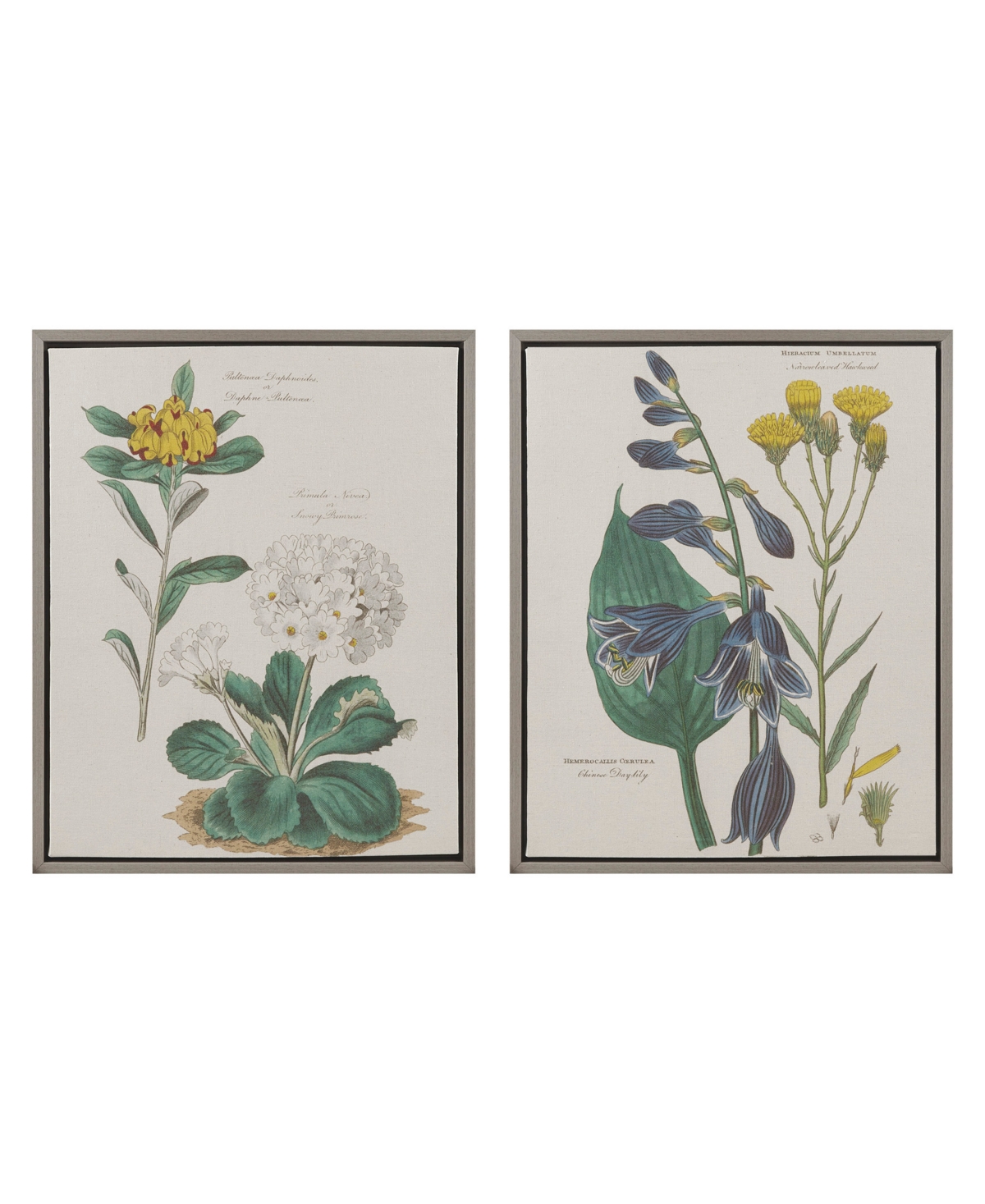Martha Stewart Collection Florescent Botanical Framed Linen Canvas 2 Piece Set In Natural