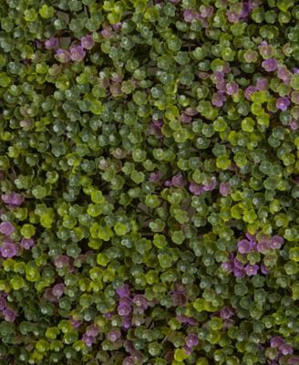 6x6" Purple and Green Clover Mat, Set of 12