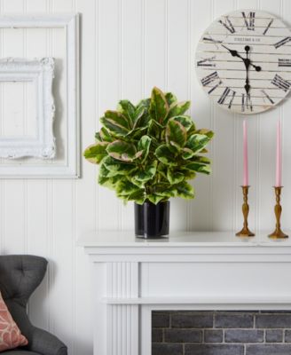 Artificial Rubber Plant in Glossy Cylinder - Real Touch