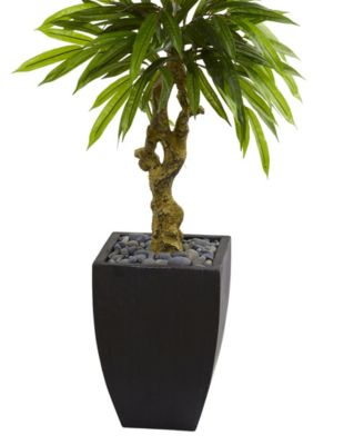 5.5' Mango Artificial Tree in Black Wash Planter UV Resistant