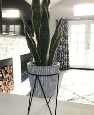 21" Snake Plant