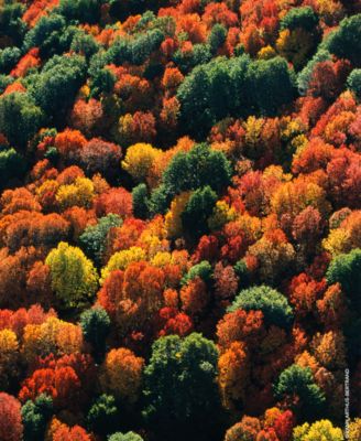 Aqua Allegoria Forte Rosa Palissandro Eau de Parfum Refill, 6.7 oz.