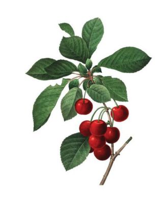 Instant Wall Art Vibrant Botanical Prints- 45 Ready-to-Frame Illustrations for Your Home D&eacute;cor by Adams Media Corporation