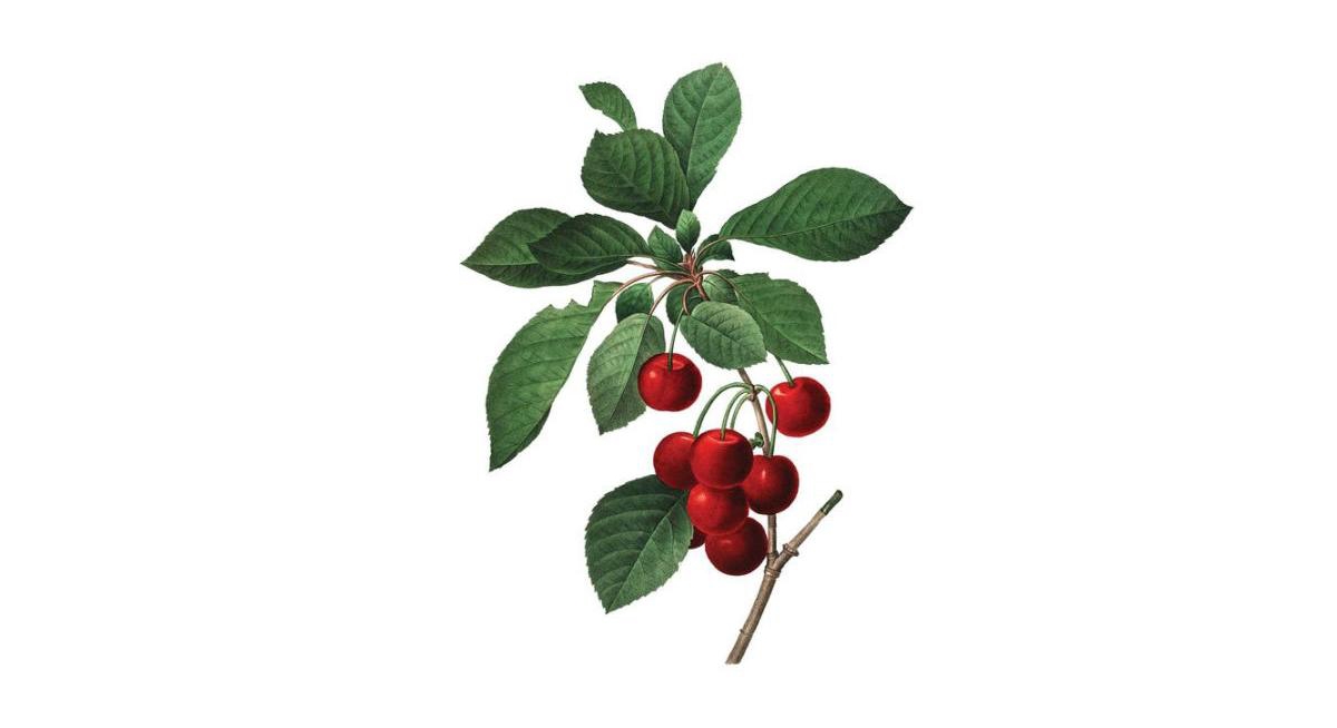 Instant Wall Art Vibrant Botanical Prints- 45 Ready-to-Frame Illustrations for Your Home Decor by Adams Media Corporation