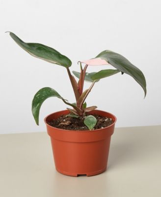 Philodendron Pink Princess in 4" Pot