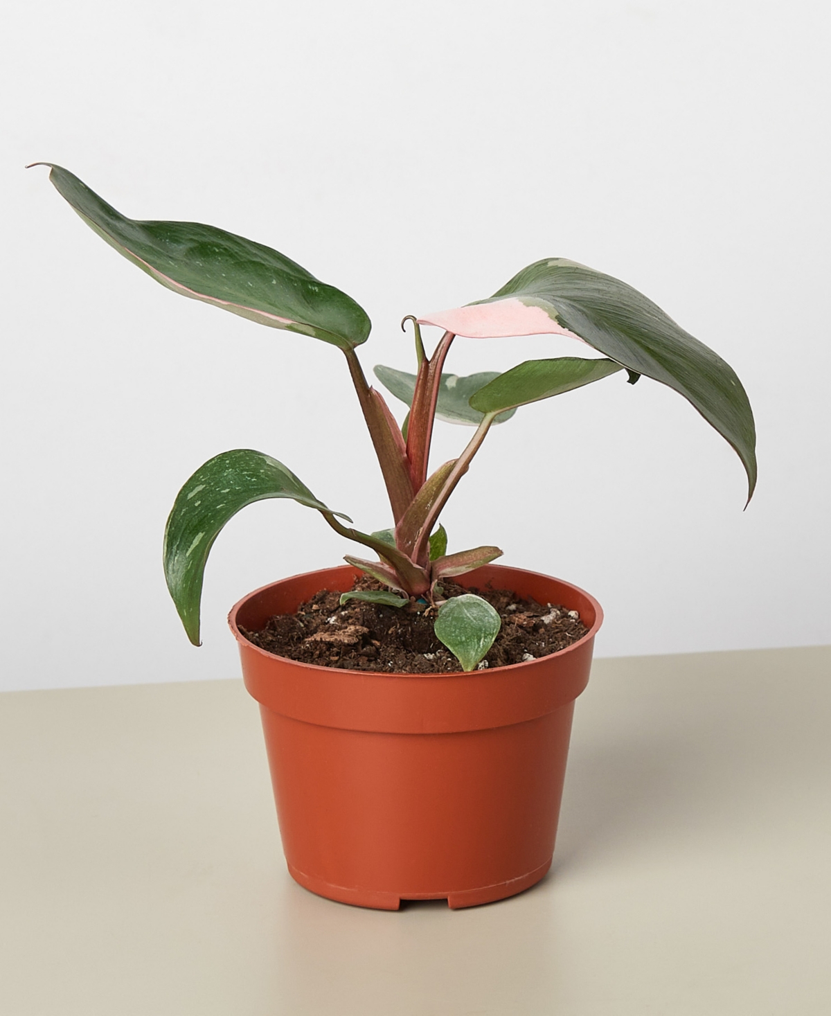 House Plant Shop Philodendron Pink Princess In 4" Pot In No Color