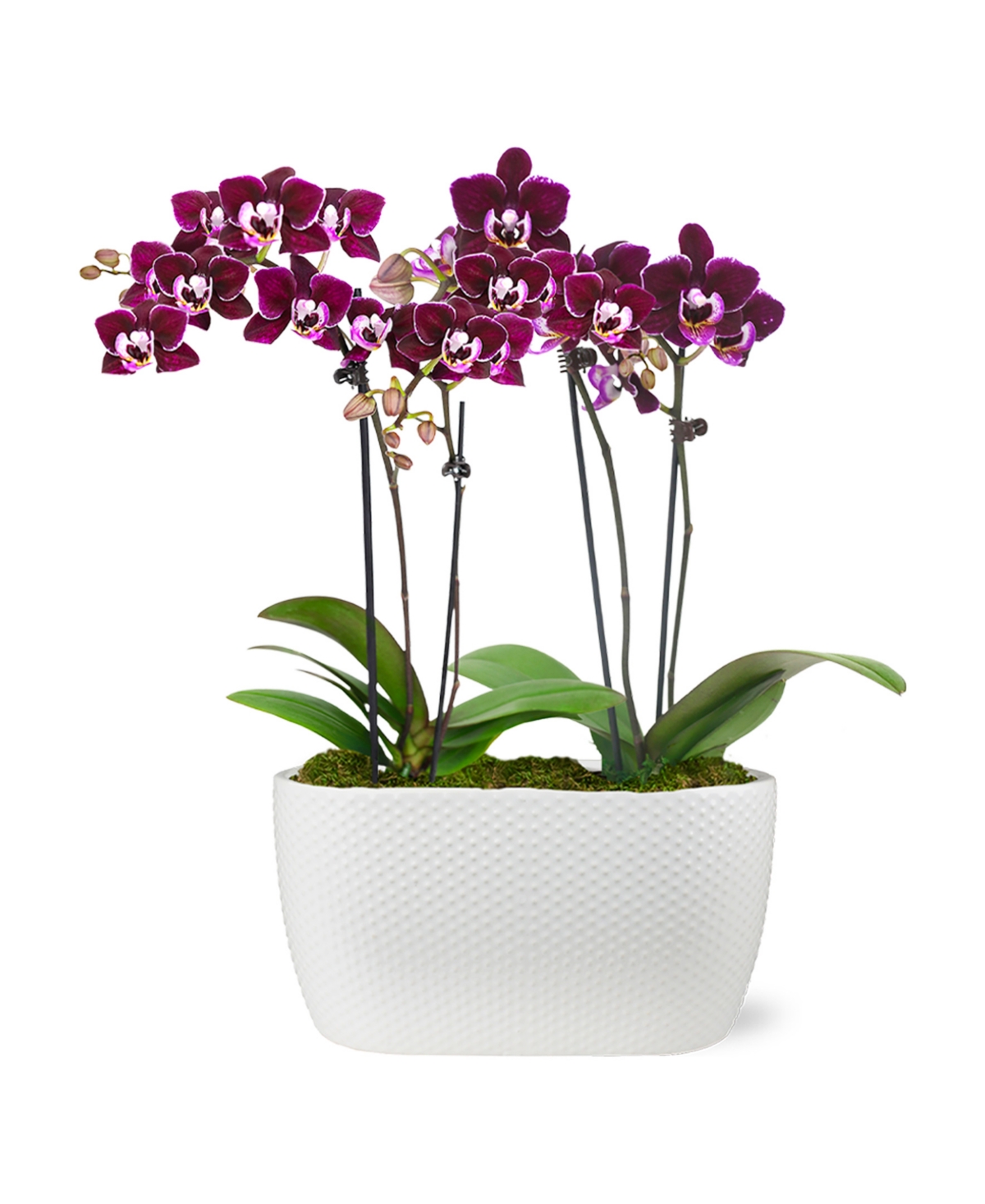 Amalfi Orchid Duo Live Plant