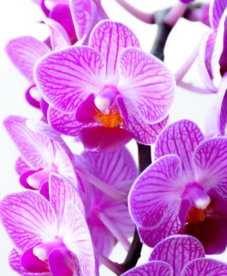 BloomsyBox Cape Town Orchid Live Plant